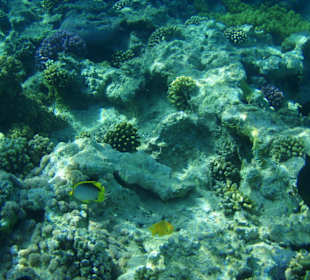 Super Unterwasserwelt