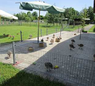 Straußenfarm Mhou Rülzheim