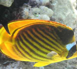 Coraya Bay, Unterwasserwelt