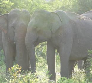 Elefanten in nächster Nähe