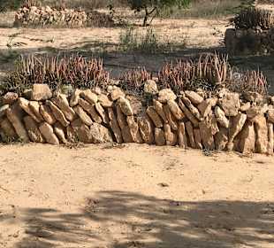 Krokodilfarm Animalia