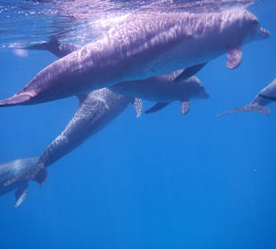 Ein Traum und doch wahr 