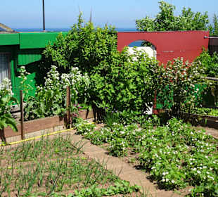 Rundgang durch die Schrebergarten-Kolonie