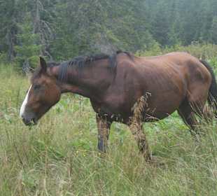 Parcul Natural Apuseni