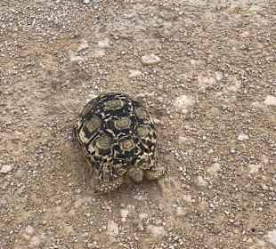 Schildkröte auf dem Weg