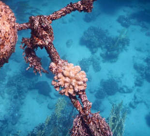 Korallen sogar an den Seilen
