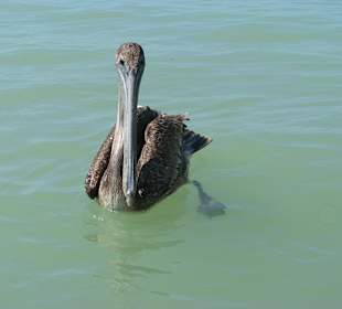 Ein Pelikan