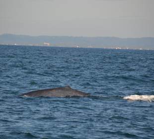 Whale Watching Mirissa