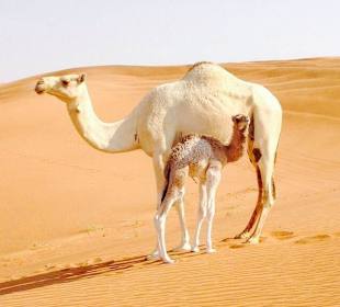 Morning Safari mit wilden Kamelen