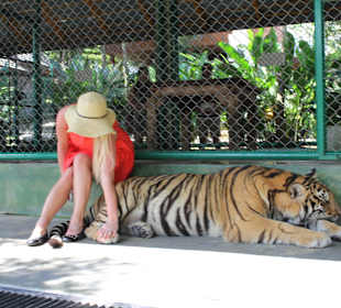 People-friendly tigers