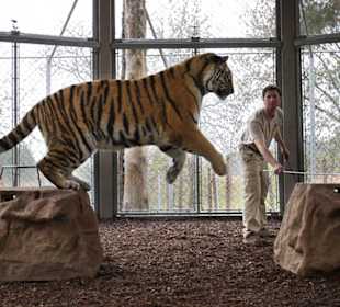 Tigerbeschäftigung