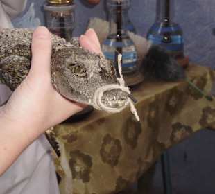 Babykrokodil im Nubischen Dorf