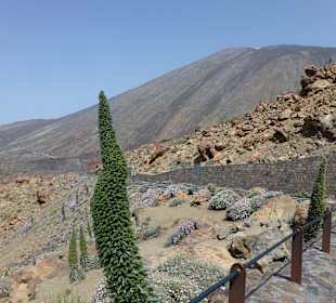 Nationalpark --> Teide