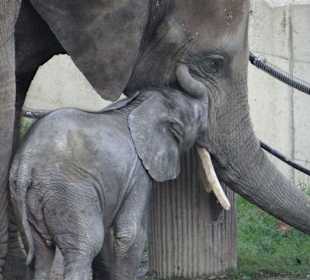 Elefantenbaby