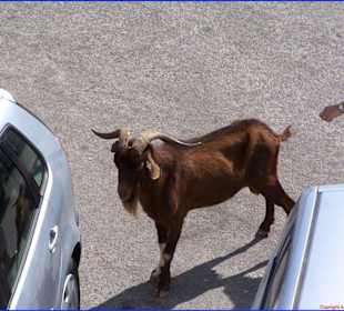Ein Ziegenbock auf Reisen