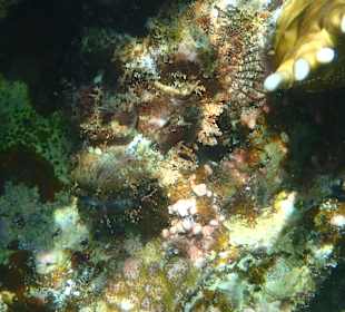 Schnorcheln Marsa Alam