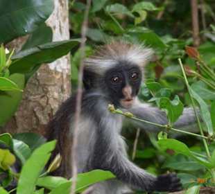 Ausflug in den Jozani National Park