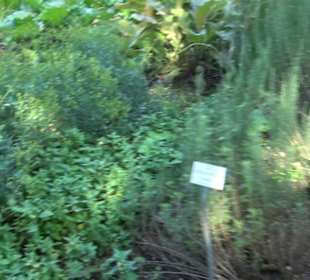 Botanischer Garten München