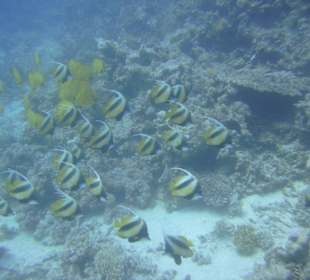 Tauchgebiet Poseidon Garden