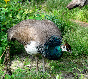 Rundgang durch den Botanischen Garten Oldenburg