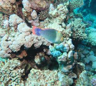 Schnorcheln Marsa Alam