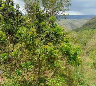 Puncak Becici