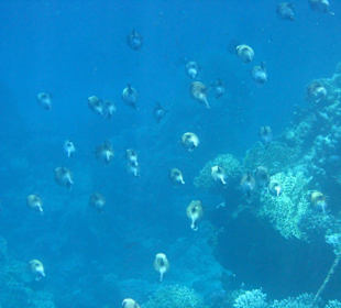 Kugelfisch Schwarm am Riff