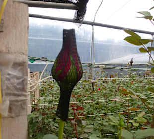 Hüllen um die Blüte für perfekte Form