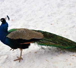 Mieszkańcy Łazienek Królewskich