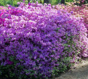 Hauptblüte im Rhododendronpark Bremen