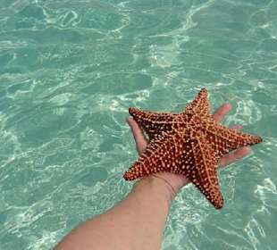 Seestern im Piscina Naturale
