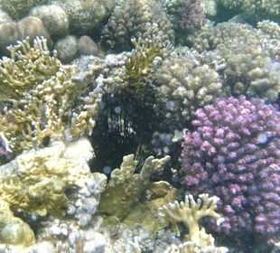 Riff in Strandnähe , Sharm El Naga
