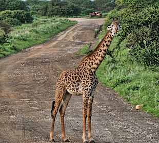 Giraffe