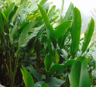 La Paz Waterfall Gardens