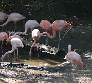 Flamingos