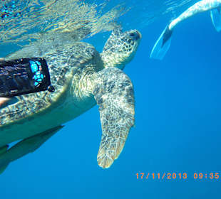 Schildi beim Auftauchen