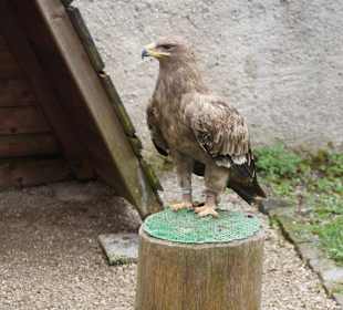 Greifvogel-Gehege