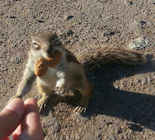 Unser Freund das Streifenhörnchen, sind so süß