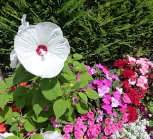 Blumen in der Altstadt