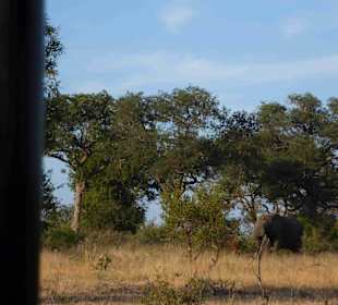 Krüger Nationalpark