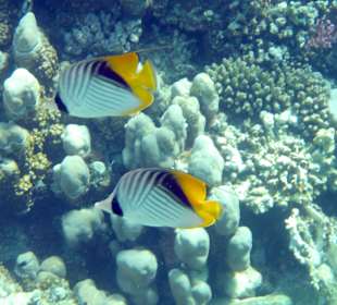 Schnorcheln Abu Dabbab