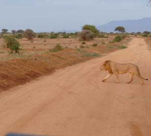 Löwe nur 10 Meter vom Jeep entfernt