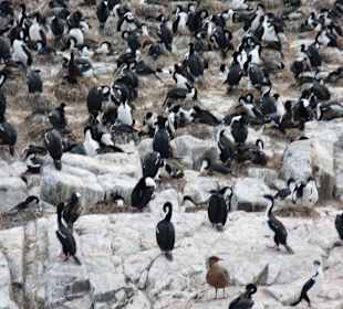 Lummeninsel im Beagle-Canal