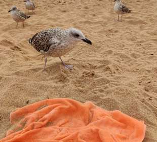 Praia de Nossa Senhora da Rocha