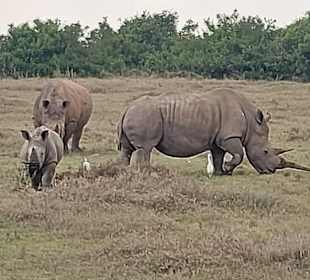 Darf ich vorstellen? Familie Nashorn