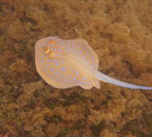 Schnorcheln Makadi Bay