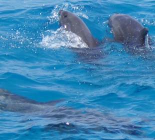 Delphine kann man zu 90% sehen