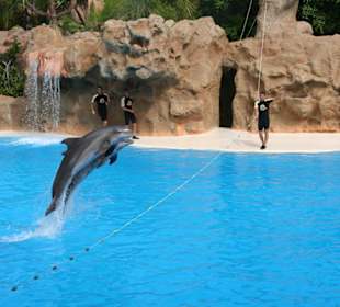 Delphin Show