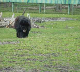 Serengeti Park Hodenhagen