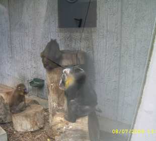 Urokliwe krakowskie ZOO.